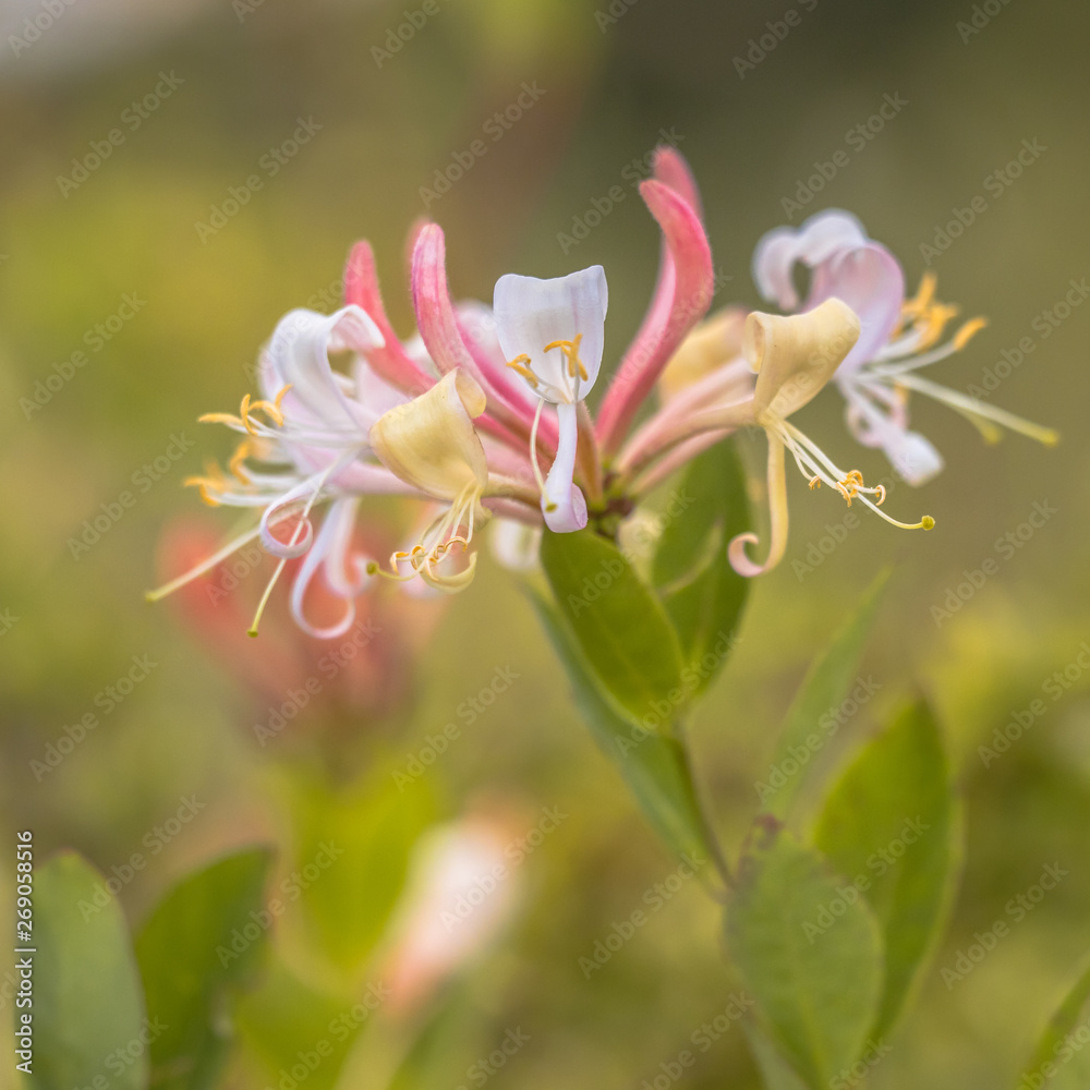 Perfoliate honeysuckle natural habitat Perfoliate honeysuckle natural habitat