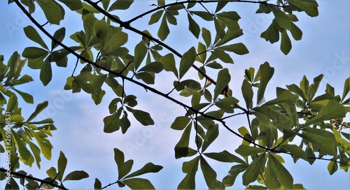 Green oak tree leaves against a blue sky 