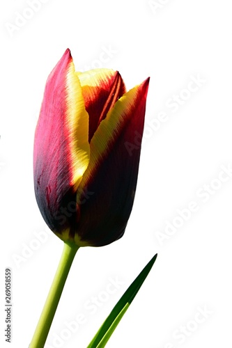Half developed bicolour tulip flower, Gavota hybrid, with violet to magenta petal center and yellow corners, white background photo