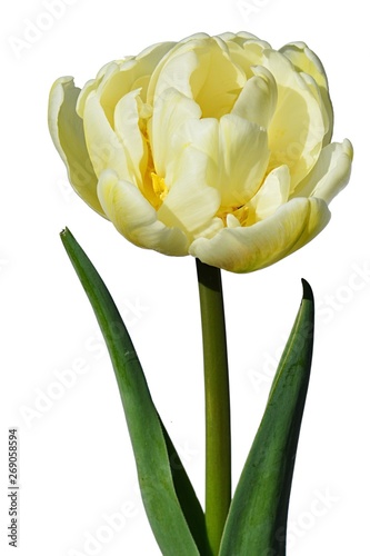 Fully developed blossoming creamy yellow flower of Tulip hybrid Mount Tacoma on white background, leaves and stalk visible photo