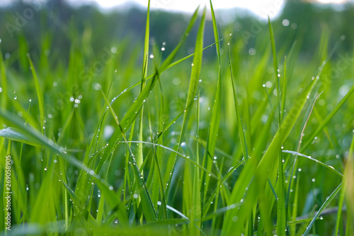 Green grass after the rain in the water drops, rain drops on the grass