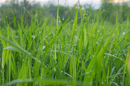 Green grass after the rain in the water drops  rain drops on the grass