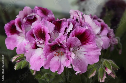pink flowers of geranium potted plant close up,