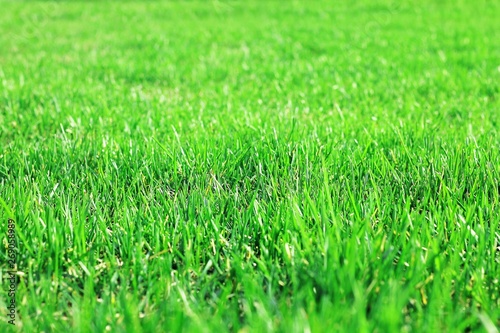 Shorn lawn grass, lush lawn grass, grass texture. Blur focus, can be used as background.