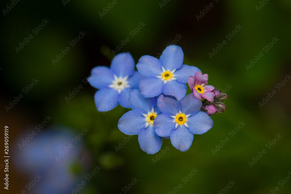 Blaue lila Blume auf grünem hintergrund