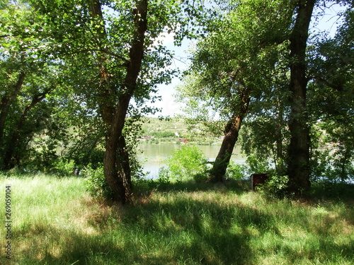 trees in the park