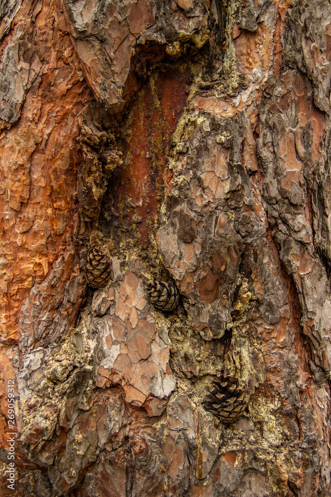The photo of wood bark. Background for timber industry. The photo of wood bark. Background for timber industry.
