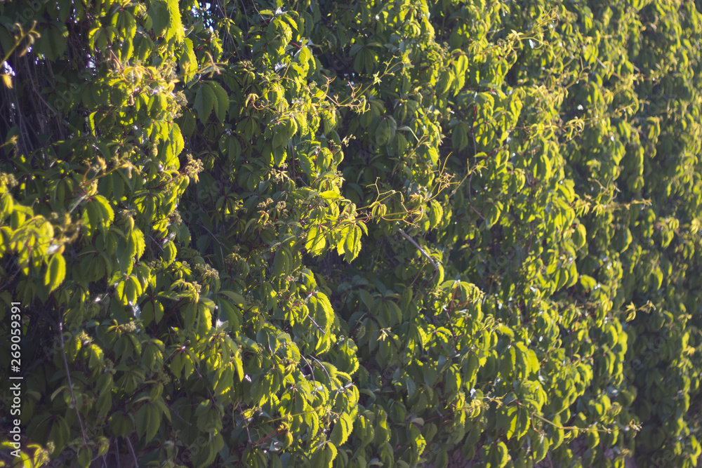 Overgrown with decorative grapes on the fence. Morning. Selective focus. Overgrown with decorative grapes on the fence. Morning. Selective focus.