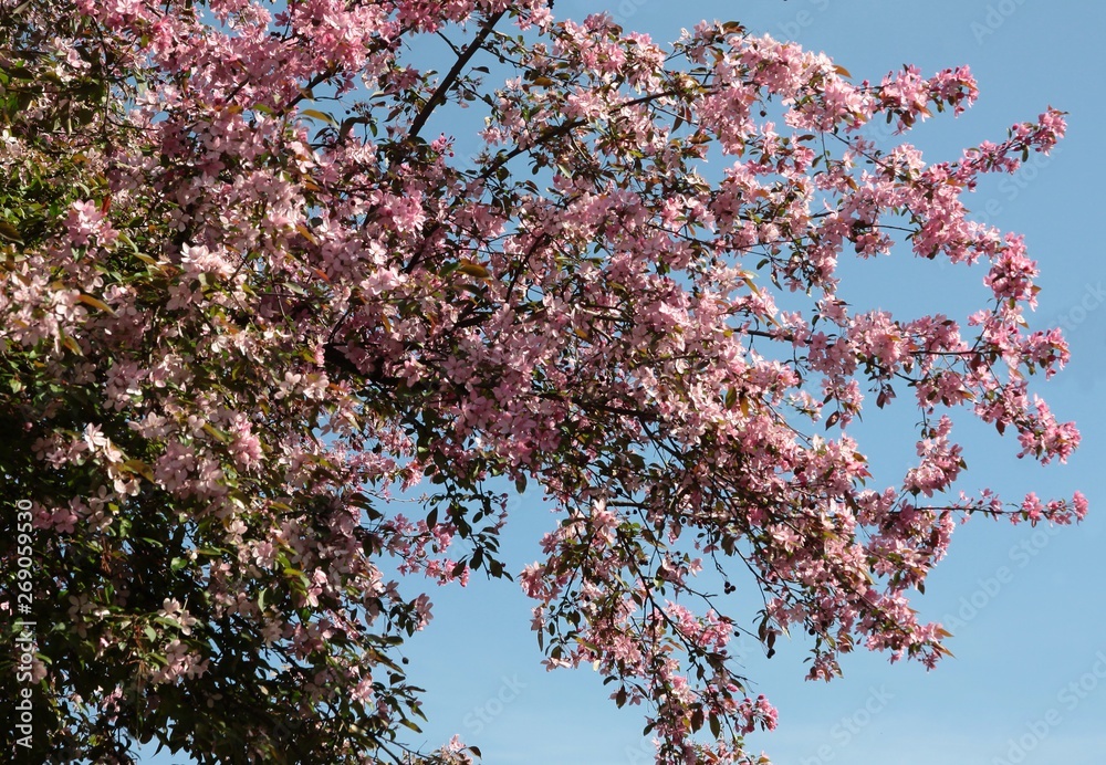 crabapple tree with pink flowers at spring crabapple tree with pink flowers at spring