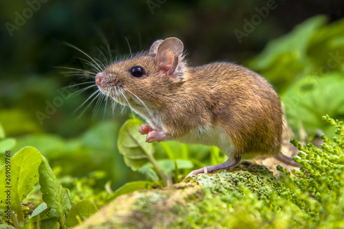 Cute Wood mouse on root of tree