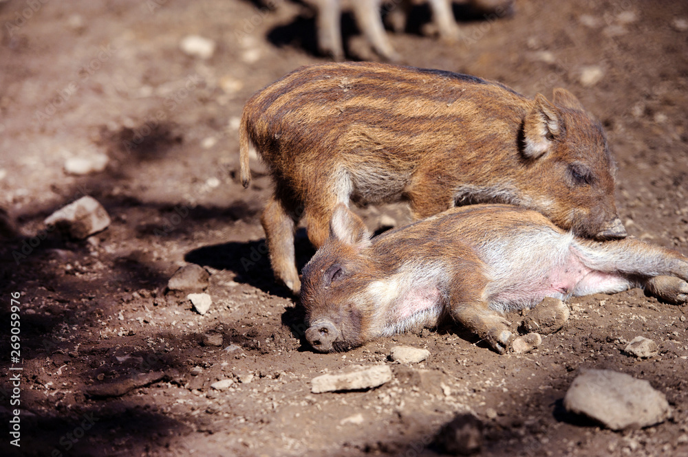 Wild boar in forest. Summer day. Wild animals Wild boar in forest. Summer day. Wild animals