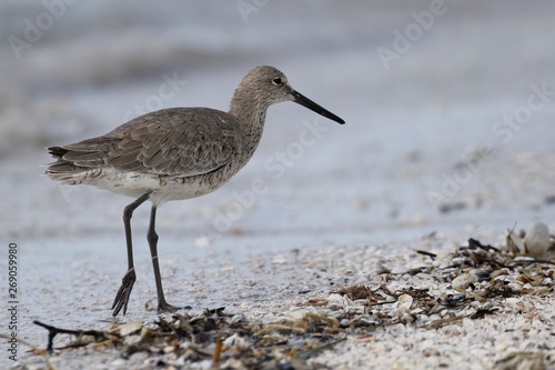 Strandläufer Vogel in Florida