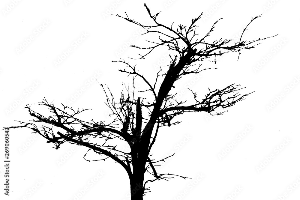 Tree isolated on white background