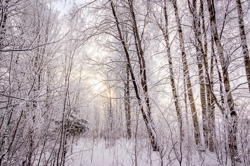 Birch grove in the winter in the snow. White trees. Trees in the snow. Snow picture. Winter landscape grove of white trees and snow.