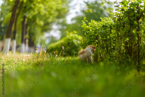 A stray cat sits in the bushes in the grass in summer. © shymar27