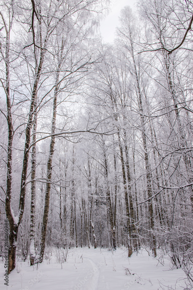 Birch grove in the winter in the snow. White trees. Trees in the snow. Snow picture. Winter landscape grove of white trees and snow. Birch grove in the winter in the snow. White trees. Trees in the snow. Snow picture. Winter landscape grove of white trees and snow.