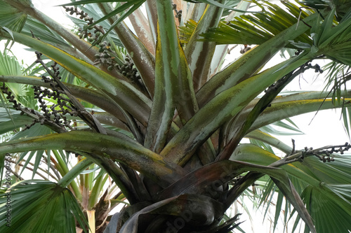 Fototapeta Naklejka Na Ścianę i Meble -  palm tree close up background