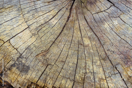 Patterns and cracks of old wood