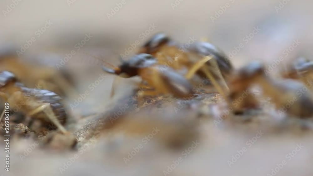 Termites are walking back to the nest. Termites are walking back to the nest.