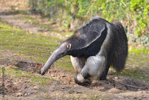 Closeup of Giant Anteater (Myrmecophaga tridactyla) walking on grass photo