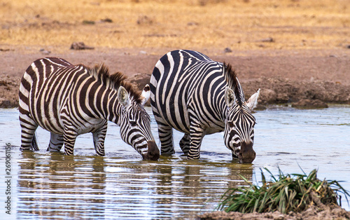 Two plains Zebra (Equus quagga) drink water at waterhole in Ol Pejeta Conservancy, Kenya, East Africa. Black and white striped wildlife seen on African safari holiday