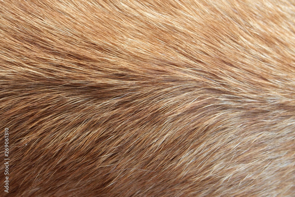 Hair animal color: It is hair of cat Hair animal color: It is hair of cat