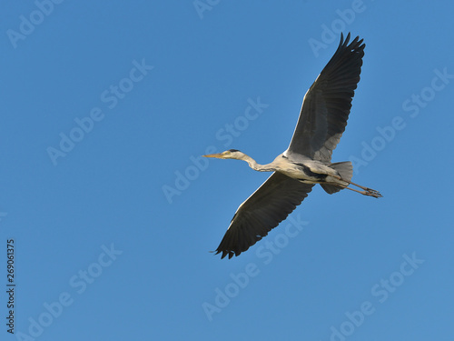 Grey heron (Ardea cinerea) in flight seen from below on tke blue background, in the Camargue is a natural region located south of Arles, France