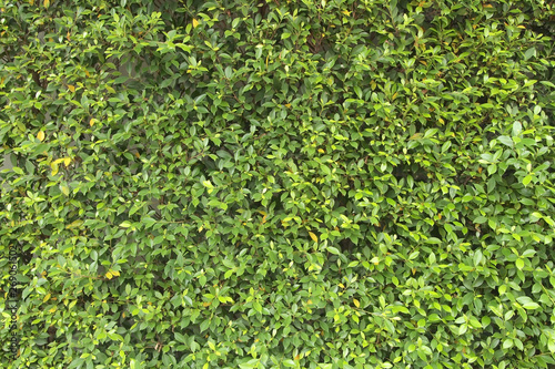 Green tree wall close up