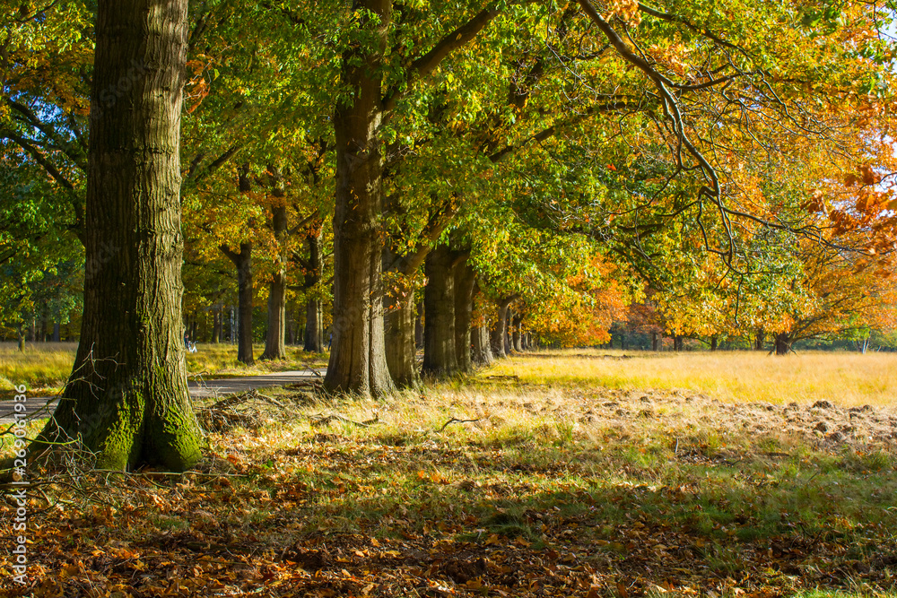 autumn in national park De hoge Veluwe in the Netherlands