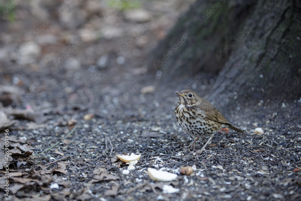 chick Fieldfare sitting on the ground in front of bread crumbs in the forest