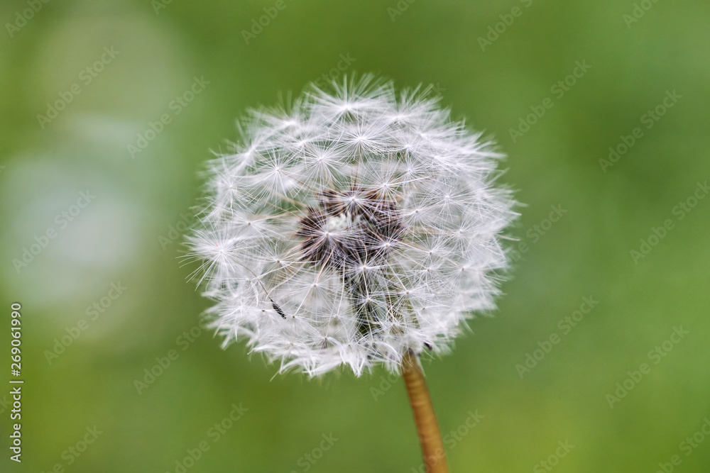 Obraz premium Kulka dmuchawca