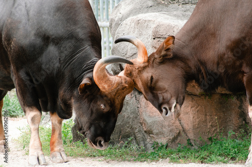 Two water buffalo fighting