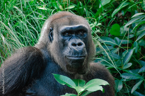 Gorilla at the zoo portrait