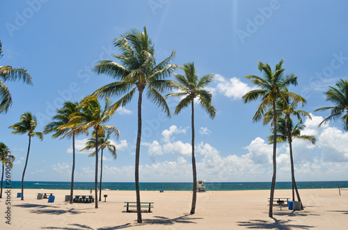 Palm trees on the beach in mid day sun