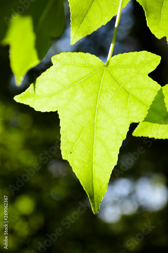 Green leaf backlit by the sun
