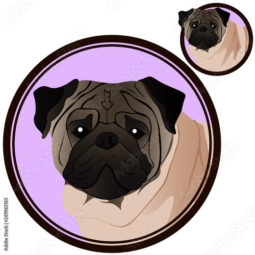Pug dog head in circle