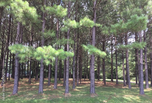 Front yard of many pine trees in a row 
