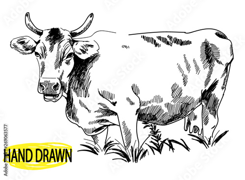 Big young bull. Cow. Drawing by hand in vintage style. Children's drawing. Meat, beef. Farm products.
