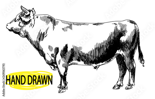 Big young bull. Cow. Drawing by hand in vintage style. Children's drawing. Meat, beef. Farm products.