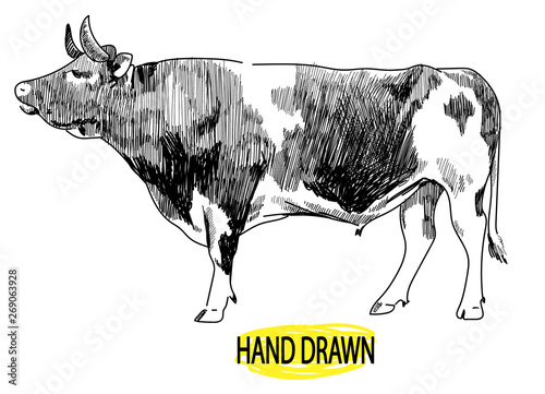 Big young bull. Cow. Drawing by hand in vintage style. Children's drawing. Meat, beef. Farm products.