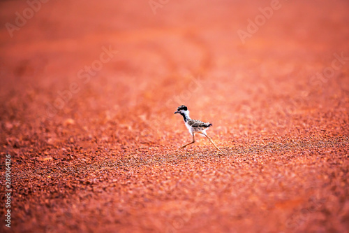 Red-wattled Lapwing chick taking first steps on the red dirt. © Tanes