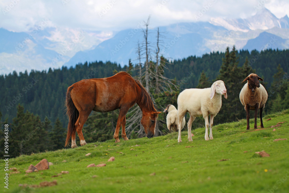 Horse is grazing between sheeps in the meadow with mountain landescape in the background