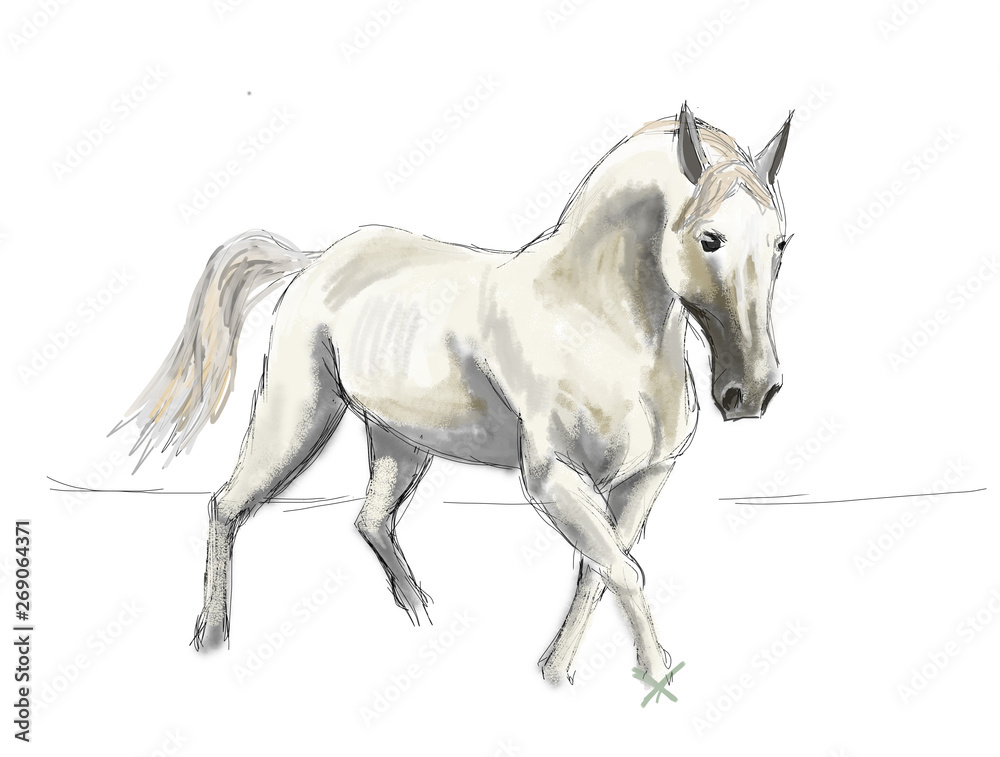 Fototapeta biały koń