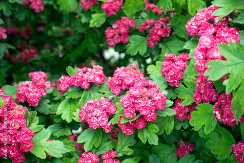 Blossoming pink hawthorn (Crataegus laevigata) flowers