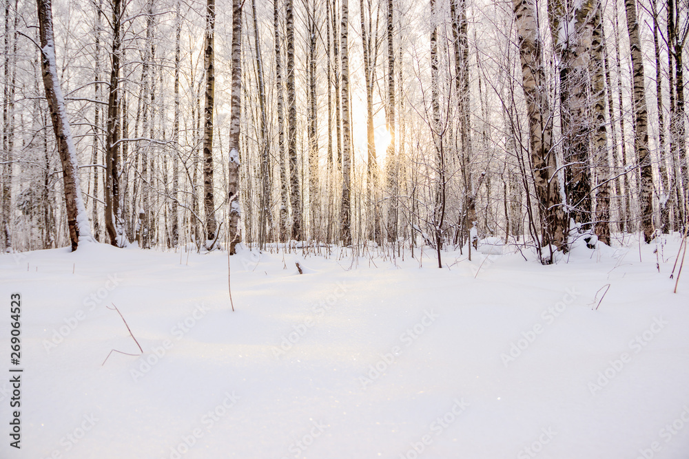 Fototapeta premium Birch grove in the winter in the snow. White trees. Trees in the snow. Snow picture. Winter landscape grove of white trees and snow.
