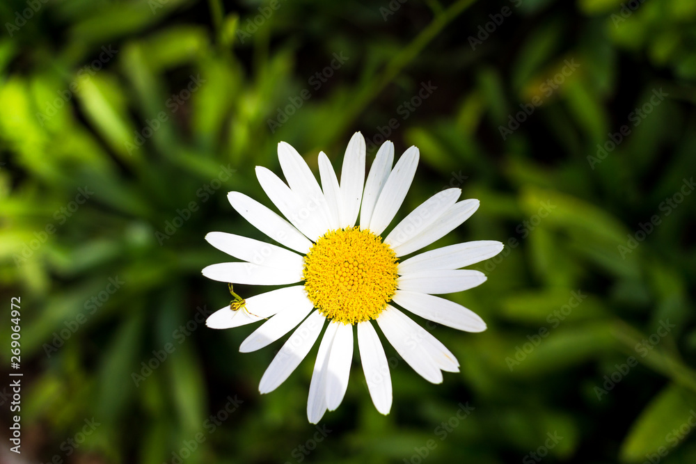 Obraz premium Margarida