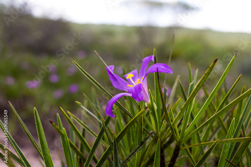 Canela-de-ema photo