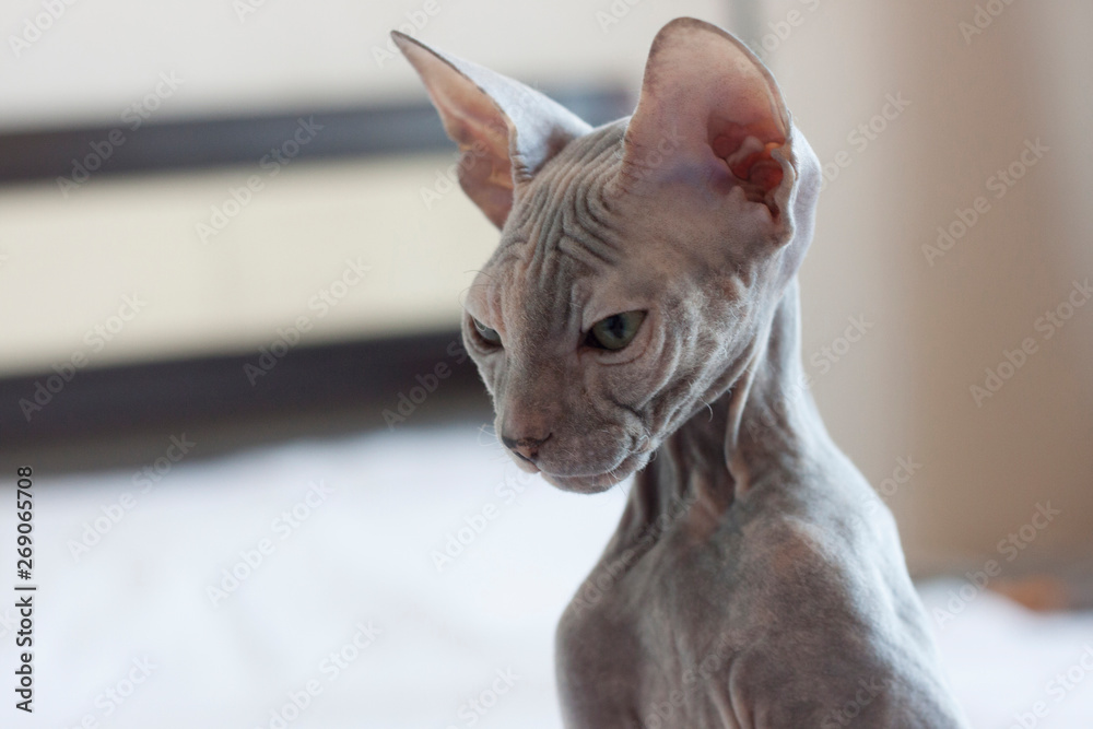 Bald Sphynx kitten with wrinkles and folds sitting. Closeup portrait