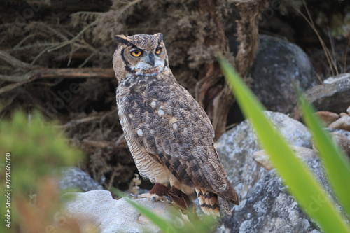 Great horned owl sitting on rock look backwards