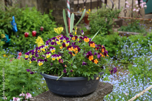 Wallpaper Mural Beautiful bright pansies in the garden near the house Torontodigital.ca